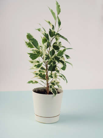 Benjamins ficus in a white pot on a white wall and blue background, lifestyle, design for a postcard, space for text, minimalismの写真素材