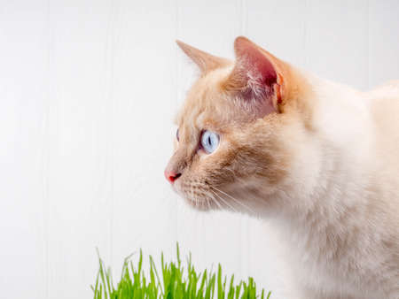 Thai cream point cat, white cat with red nose and tail on white background.の写真素材