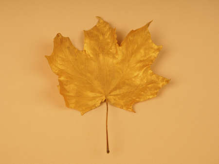 Golden maple leaves on a solid background for greeting cards and design, insert text, trend and autumn concept.の写真素材