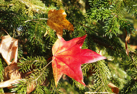 Banner autumn background, red maple leaf on a tree branch.