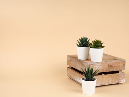 Collection of various cactus and succulent plants-