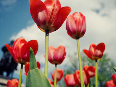 red tulips in the field with wide angle lens from below, very nice blue cloudy sky. Selective focusの写真素材