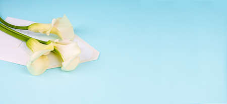 calla flowers Zantedeschia on blue background with envelope, copy space.の写真素材