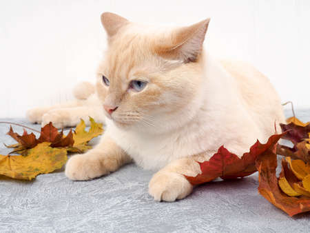 white red cat on concrete background in autumn leaves lying, playing, autumn concept.の写真素材