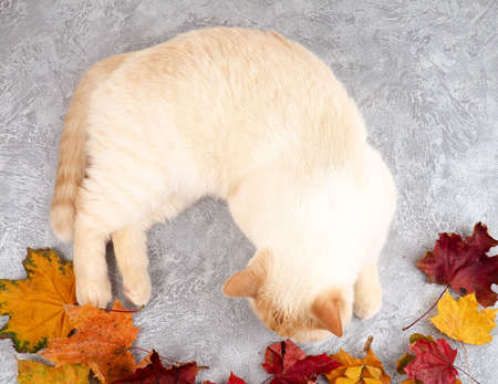 white red cat on concrete background in autumn leaves lying, playing, autumn concept.の写真素材