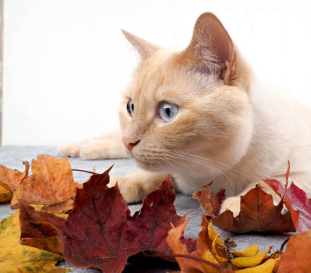 white red cat on concrete background in autumn leaves lying, playing, autumn concept.の写真素材