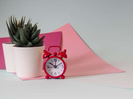 potted plant on a colored background with shadow, space for text, succulents in a pot minimalism. Ready-made postcard.の写真素材