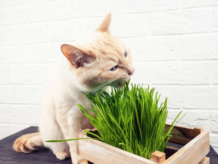 Cat Eating Grass, Beautiful cream tabby cat eating fresh grass on green background. Cat is eating fresh green grass. concept of the health of Pets.の写真素材