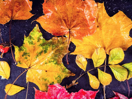 autumn composition leaves on a black background after rain with drops, copy of space.の写真素材