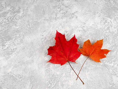 Autumn composition with leaves on white concrete background. Flat lay, copy spaceの写真素材