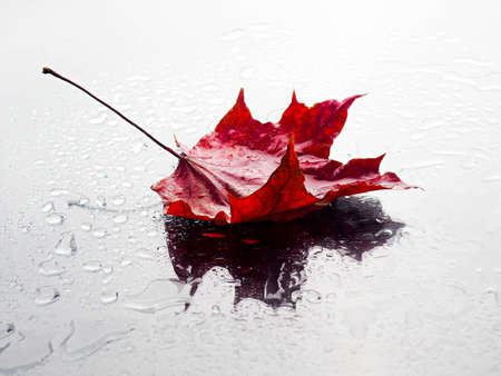 autumn composition leaves on a black background after rain with drops, copy of space.の写真素材
