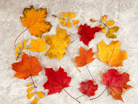Autumn composition with leaves on white concrete background. Flat lay, copy spaceの写真素材