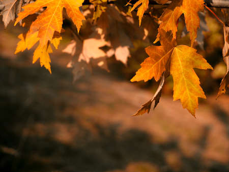 Autumn Abstract - Colorful Leaves With Defocused Park In Background At Sunset. Sunlight from foliage in sunny day. Autumn background. Soft focusの写真素材