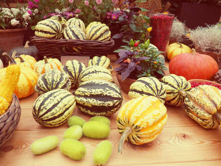 the harvest, autumn pumpkin different lifestyle.の写真素材
