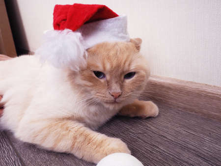 white cat in a Christmas hat, funny cat, Christmas concept.の写真素材