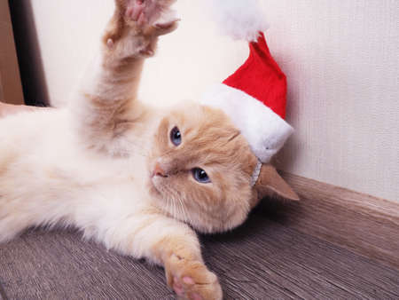 white cat in a Christmas hat, funny cat, Christmas concept.の写真素材