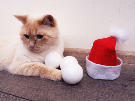 white cat in a Christmas hat, funny cat, Christmas concept.の写真素材