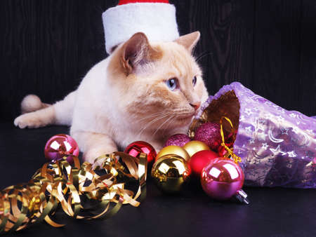 white cat in a Christmas hat, funny cat, Christmas concept.の写真素材