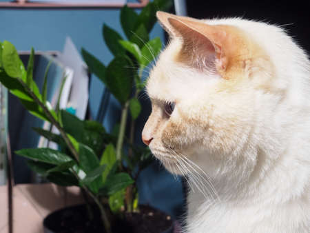 portrait of a white cat, cute fat cat.の写真素材