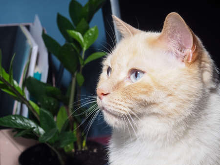 portrait of a white cat, cute fat cat.の写真素材