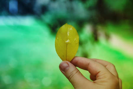 Close up of hand holding a autumn leaf. The background.の写真素材