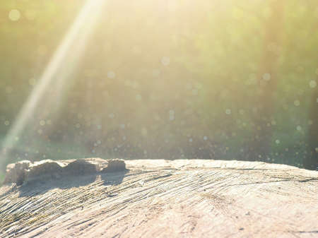 a stump in the autumn forest as a catwalk, a substrate for product design, a ready-made background to put on.の写真素材