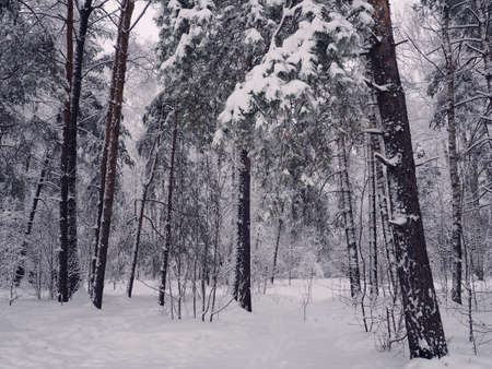 Trees with snow in winter parkの写真素材