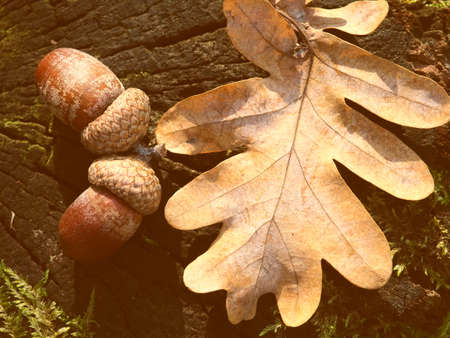 Oak Leaf and Acorns on tree stump. Acorn on a wooden stump. Brown autumn acorn. Beautiful time of yearの写真素材