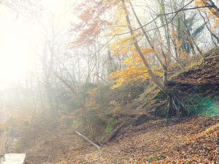 Autumn mist in forest. path through the misty forest in autumn.の写真素材