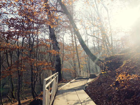 Autumn mist in forest. path through the misty forest in autumn.の写真素材