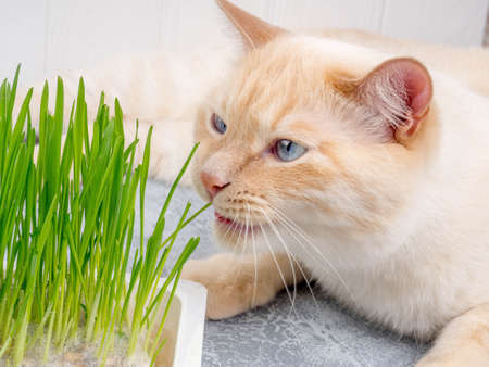 Cat is eating fresh green grass. Natural hairball treatment.の写真素材