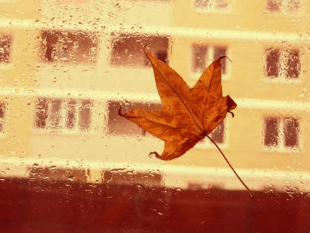 autumn leaf on the glass, outside the city house.の写真素材