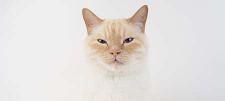 banner for web Thai cream point cat, white cat with red nose and tail on white background.の写真素材