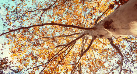 banner for web Colorful autumn branches on a background of cool blue sky, concept of autumn has come. Gold openwork. Modern background, wallpaper or banner design.の写真素材
