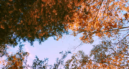 banner for web Colorful autumn branches on a background of cool blue sky, concept of autumn has come. Gold openwork. Modern background, wallpaper or banner design.の写真素材