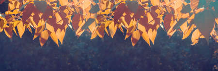 banner for web Colorful autumn branches on a background of cool blue sky, concept of autumn has come. Modern background, wallpaper or banner design.の写真素材
