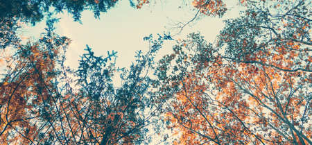 banner for web Colorful autumn branches on a background of cool blue sky, concept of autumn has come. Modern background, wallpaper or banner design.の写真素材