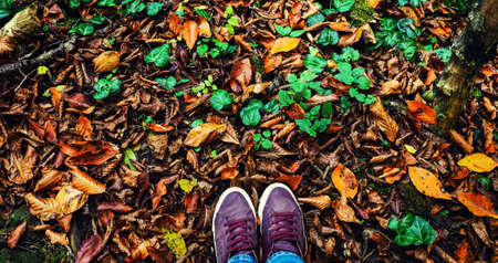 banner for web Close up of legs walking in the forest, legs on a forest hiking trail covered in autumn leaves and roots, going up.の写真素材