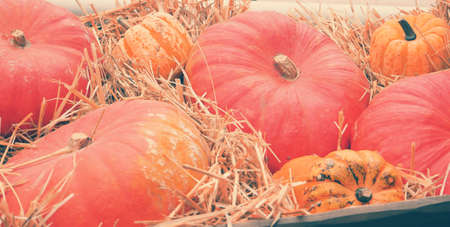 banner for web Autumn composition with pumpkins, straw and maple leaves. orange pumpkins lie on a cart, rusticの写真素材