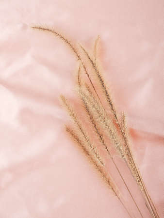 Top view of spikelets on shiny satin fabric with a copy space.の写真素材