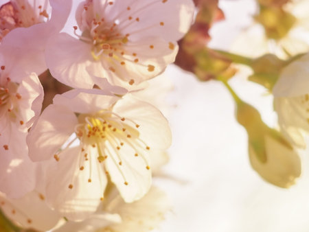 Lovely cherry blossom, springtime floral banner. Cherry blossom in full bloom. Spring background....