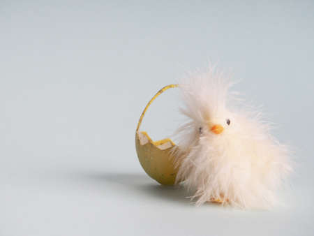 Small white chicken next to colored eggs for Easter.の写真素材