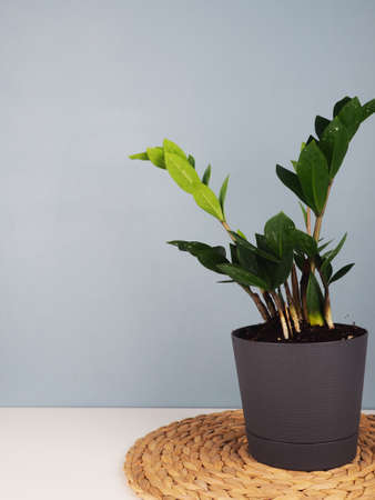 plant in pot over blue wall background with copy space.の写真素材