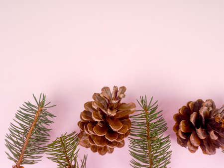 Pine cones and spruce branches on a pink background.の写真素材