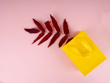 One dry red branch of the plant from the yellow package lies.の写真素材