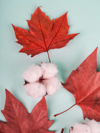 Boho composition of red maple leaves and cotton.の写真素材