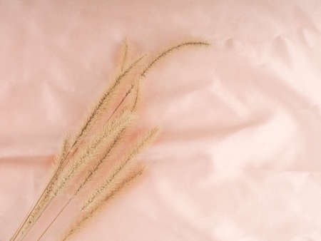 A few branches of dry grass, pampas grass on a pink silk cloth.の写真素材