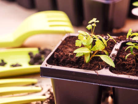 Vegetable seedlings and garden tools, Gardening farming. Seedlings in peat pot with scattered soil and garden tool. Set for growing on woodenの写真素材