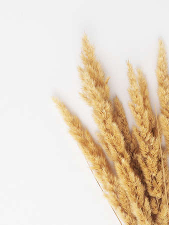 spikelets of dried flowers lagurus natural color on a white background.の写真素材