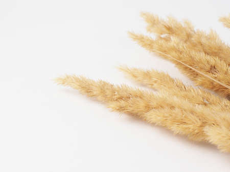 spikelets of dried flowers lagurus natural color on a white background.の写真素材